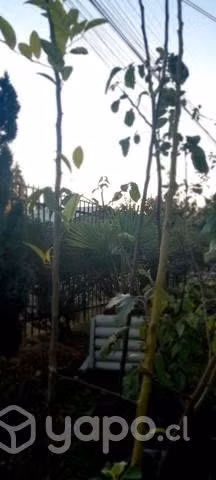 Árboles frutales