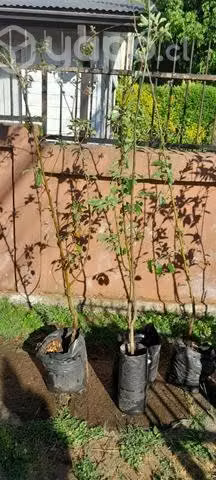 Árboles frutales