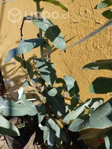 Árbol de Eucalipto