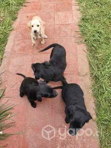 Cachorros en adopción