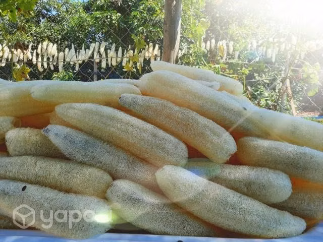 de Luffa por mayor - Imagen 2
