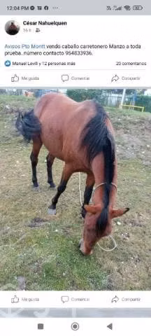 Caballo carretonero