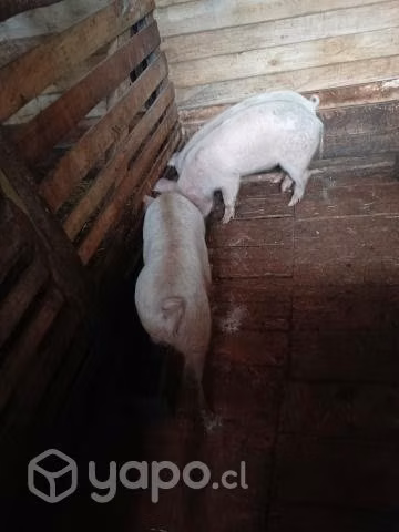 Cerdos lechones - Imagen 3