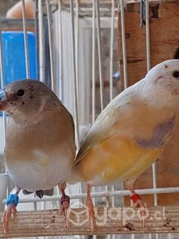 Gould juvenil hembra
