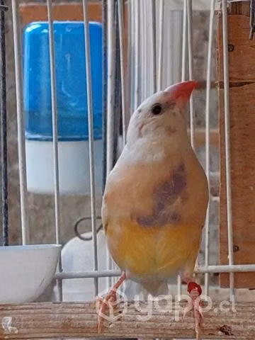 Gould juvenil hembra
