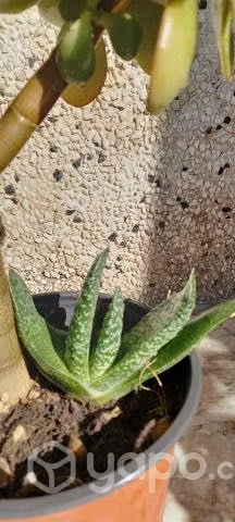 Arbol de Jade( De la abundancia ) y Gasteria
