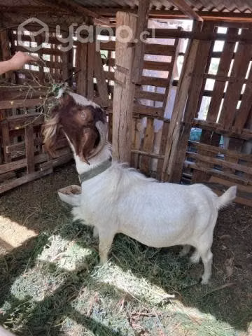 Chivo Boer