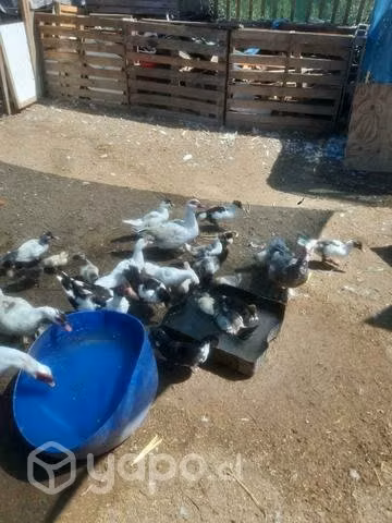 Patos varios - Imagen 3