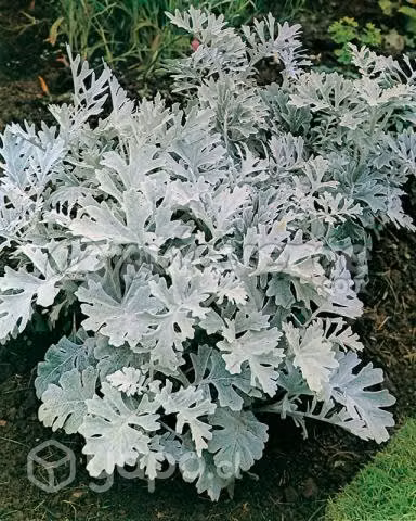 Cineraria Gris, Cenicienta