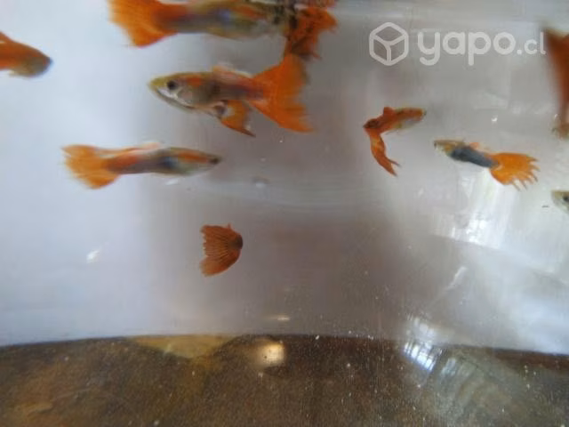 Peces Guppy adultos