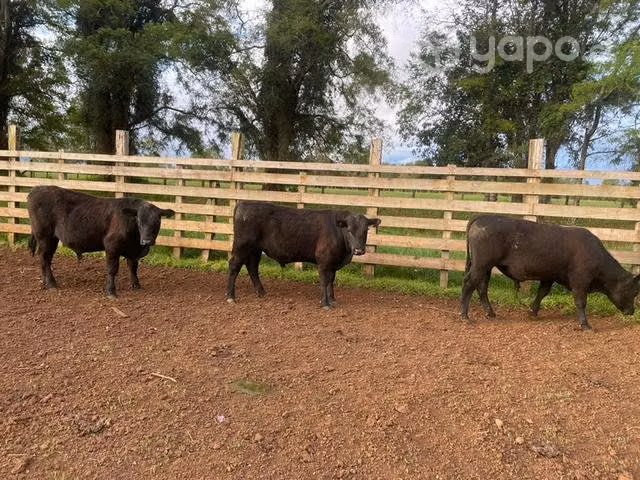 Torete angus negro