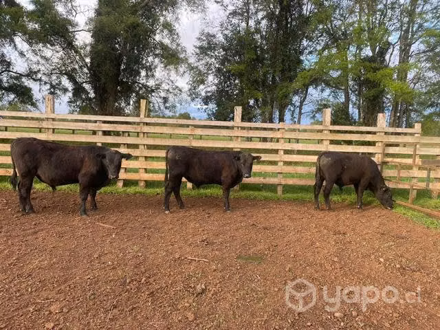 Torete angus negro