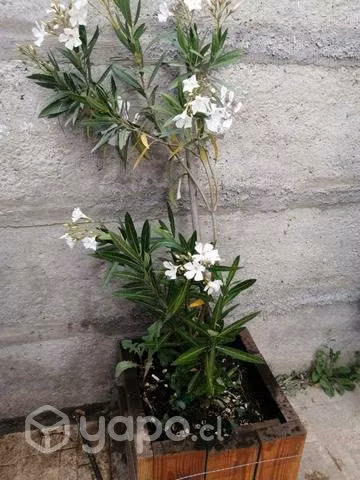 Árboles, jardinera