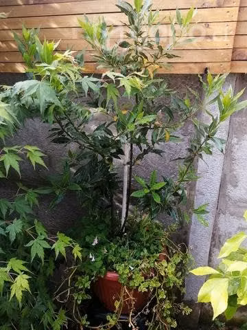 Árboles, jardinera