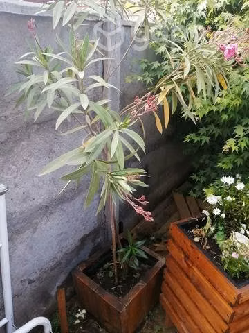 Árboles, jardinera