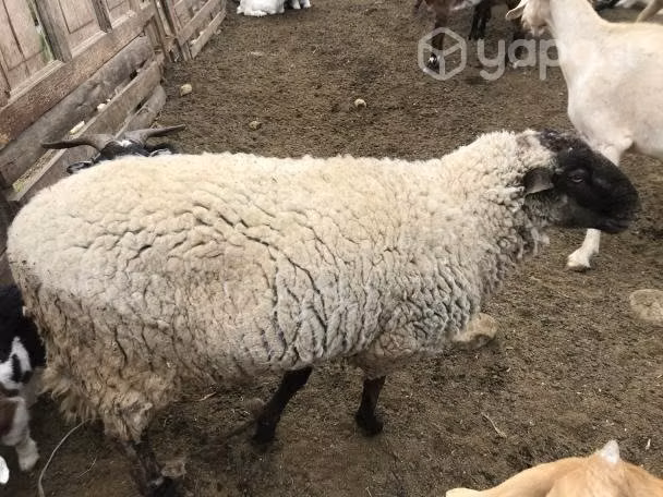 Cordero