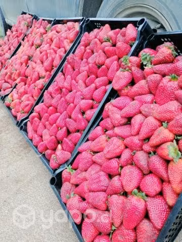 Frutillas - Imagen 4