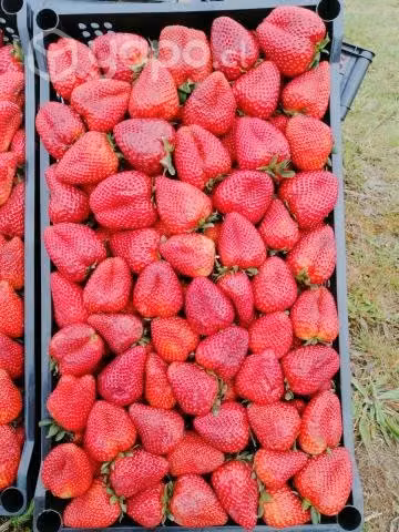 Frutillas - Imagen 2