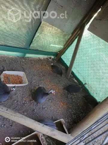Gallinetas