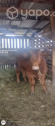 Torito angu rojo
