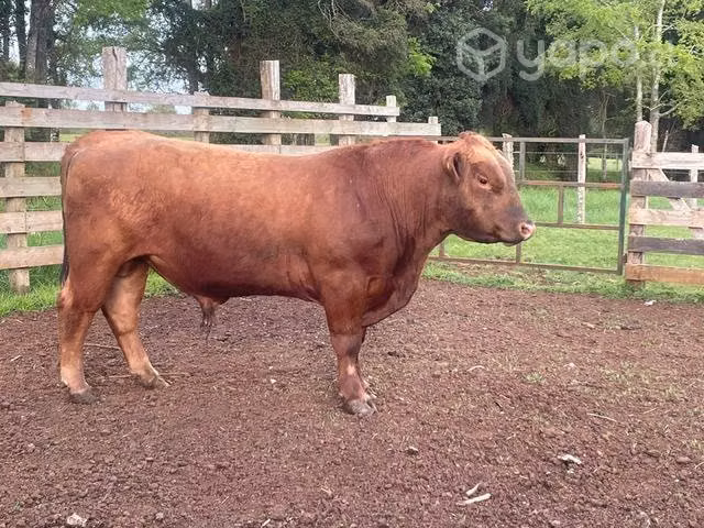 Toro angus fino por pedigrí