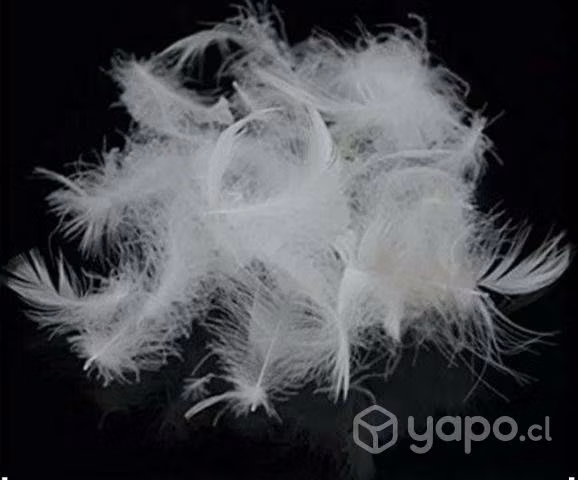 Plumas de Ganso