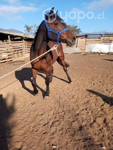 Yegua Corralera inscrita