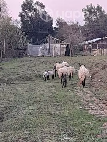 Ovejas 3.