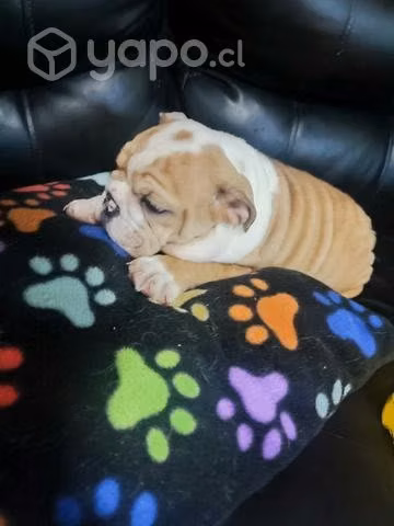 Bulldog ingles - Imagen 2