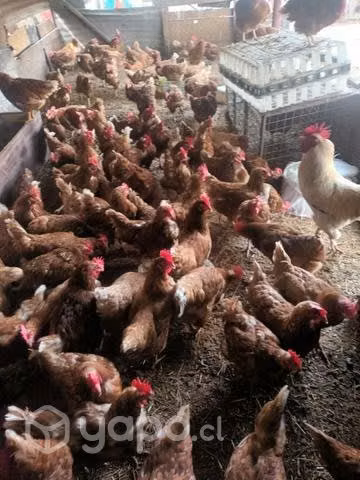 Gallinas coloradas
