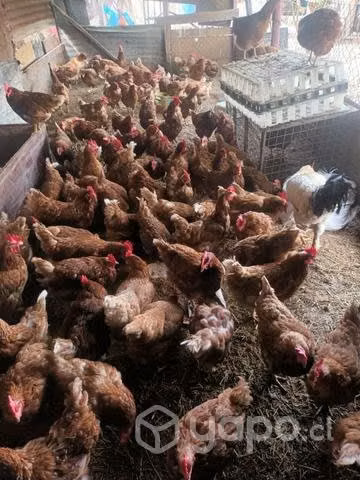 Gallinas coloradas - Imagen 2