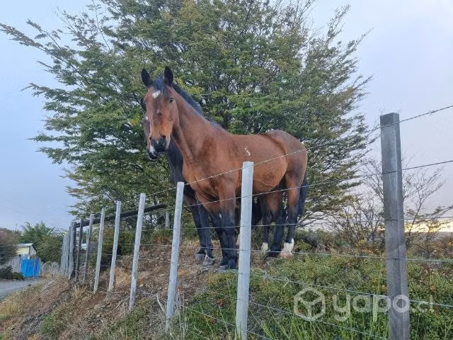 caballo - Imagen 2