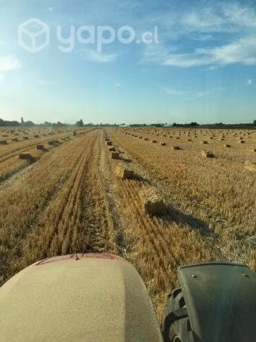 Fardos de paja de trigo