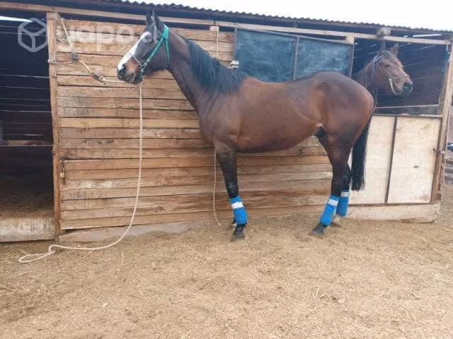 caballo