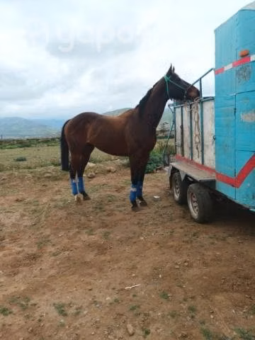 caballo - Imagen 4