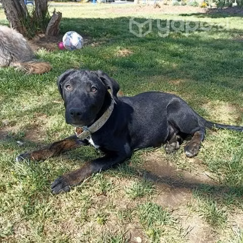 Cachorro de 4 meses busca hogar - Imagen 5