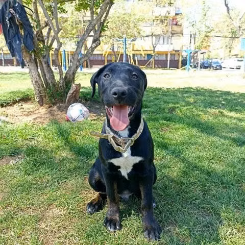 Cachorro de 4 meses busca hogar - Imagen 2