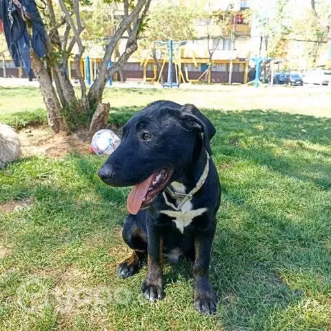 Cachorro de 4 meses busca hogar - Imagen 3