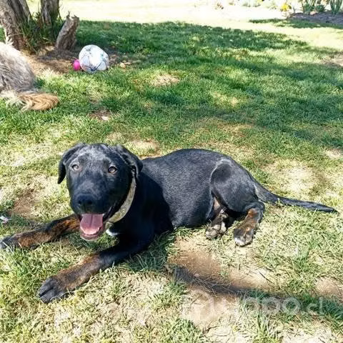 Cachorro de 4 meses busca hogar - Imagen 4