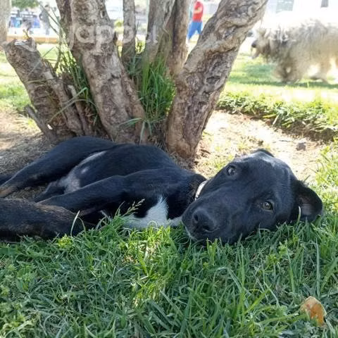 Cachorro de 4 meses busca hogar