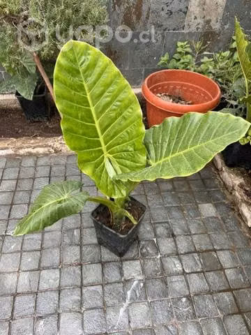 Mantos de eva L y XL