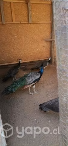 Pavos real