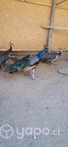 Pavos real