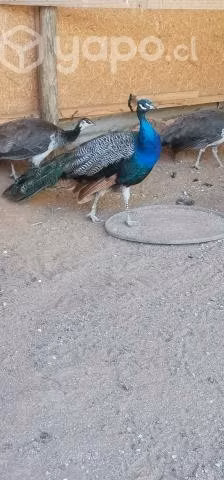 Pavos real