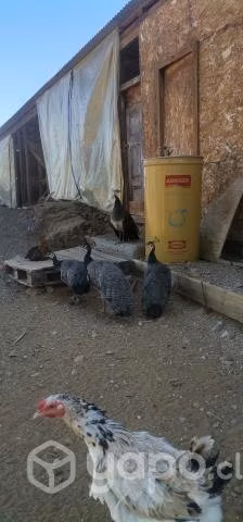 Pavos real