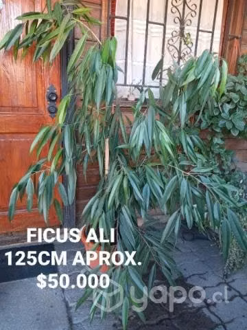 de Ficus Alii