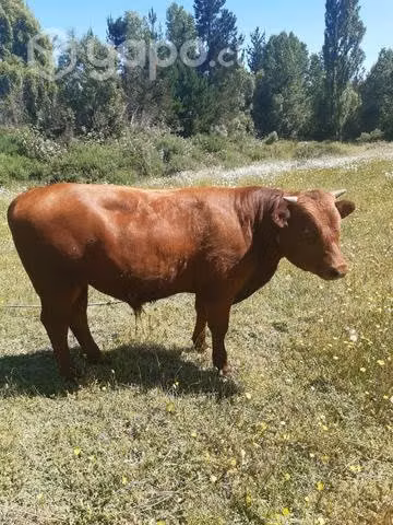 Ternero