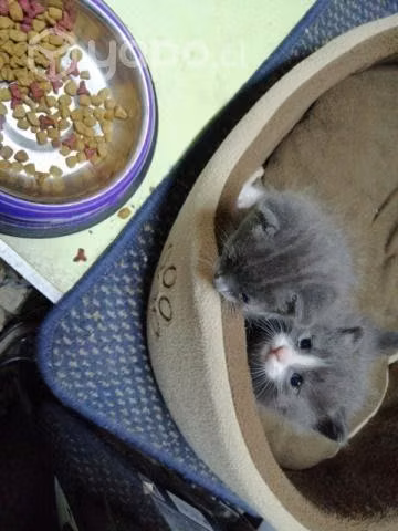 Regalo gatitos