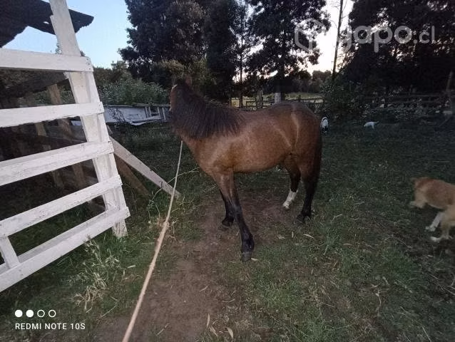 Lindo potrito pony nuevo más montura - Imagen 2