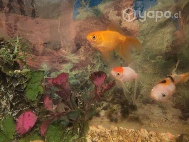 Pecera grande de 50 ltrs